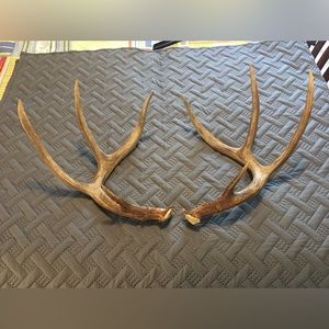 Whitetail Antlers